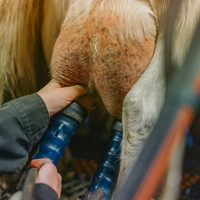 Parga ellee Taažâ oovdân